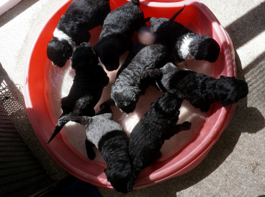 Water dogs in water
