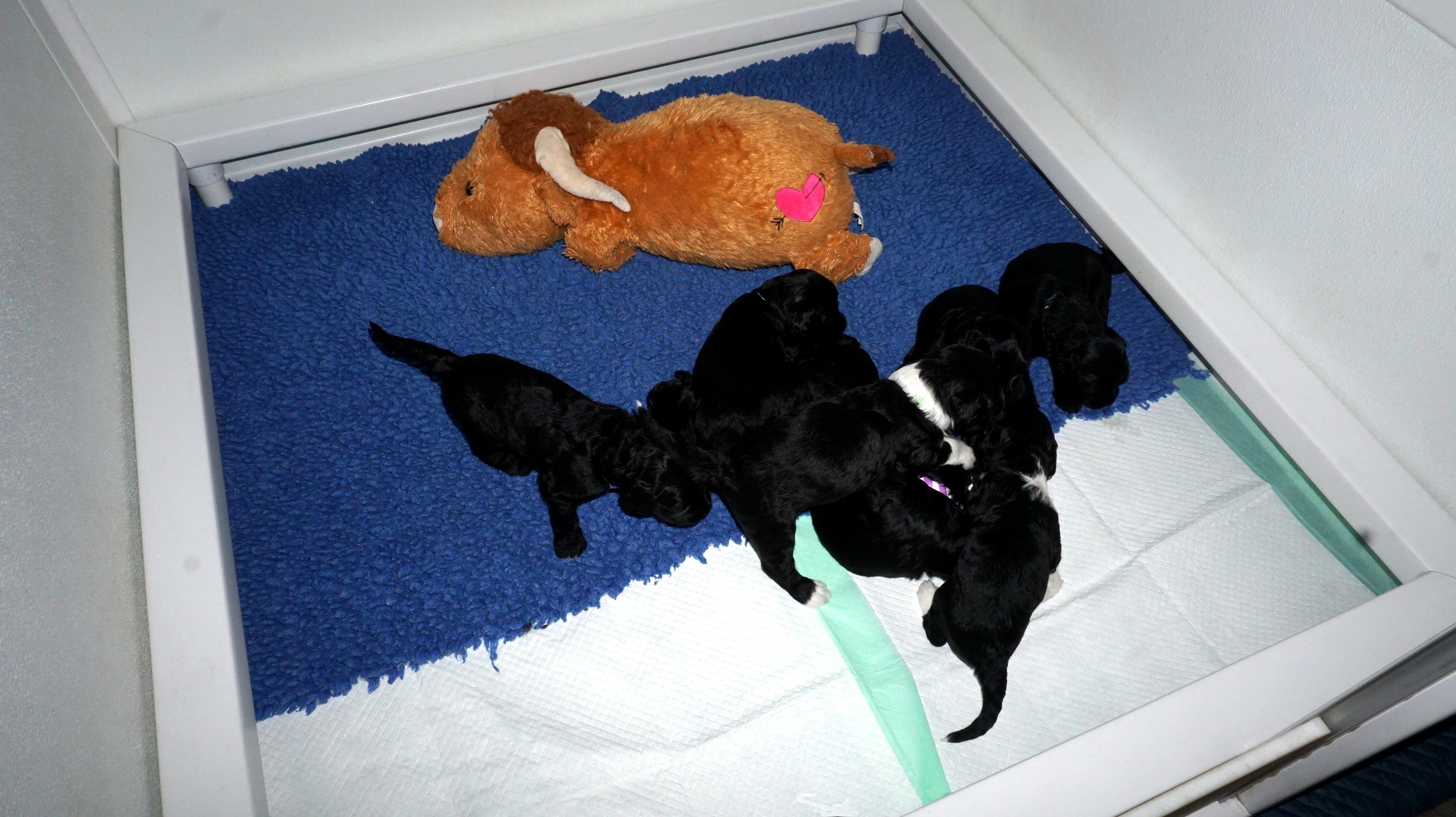 Potty training