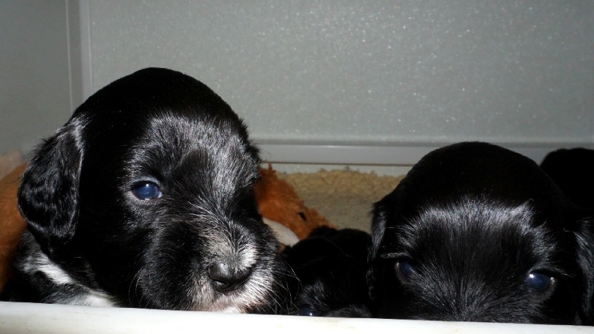 All mammals are born with blue eyes