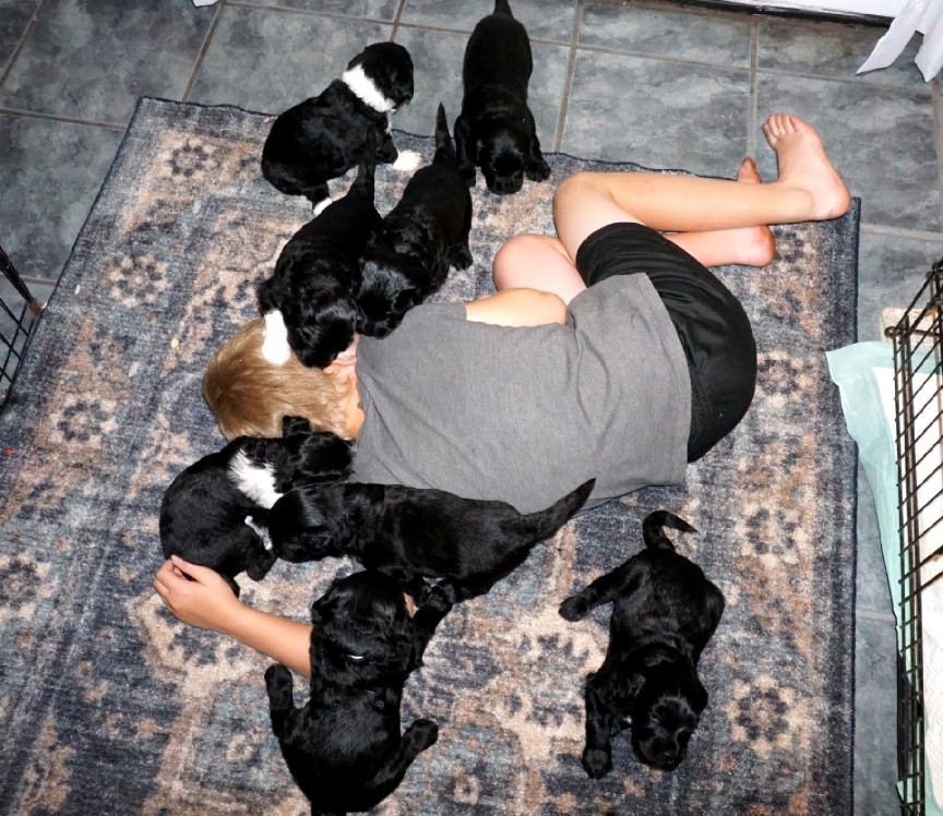 Puppy love