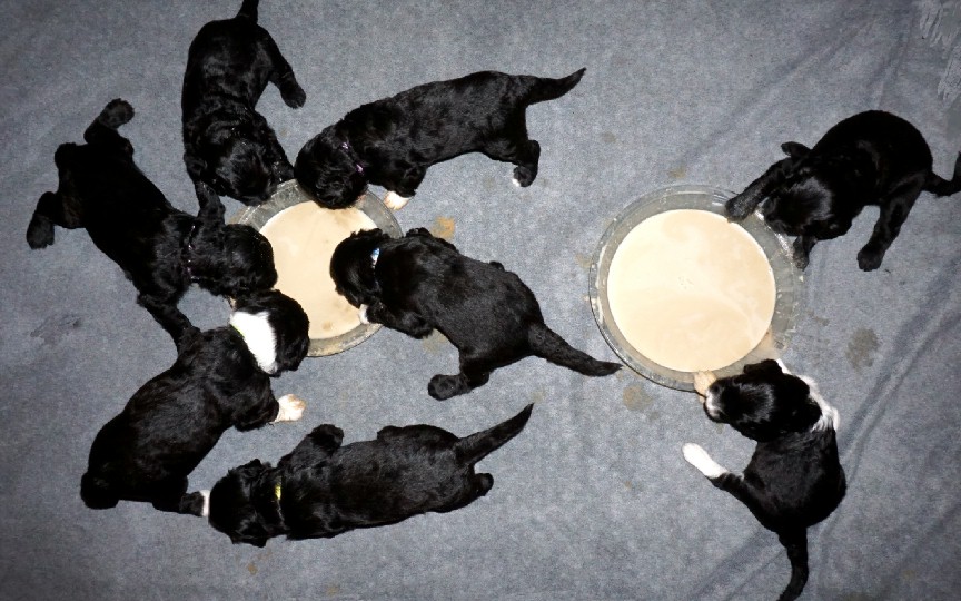 Starting to eat on their own