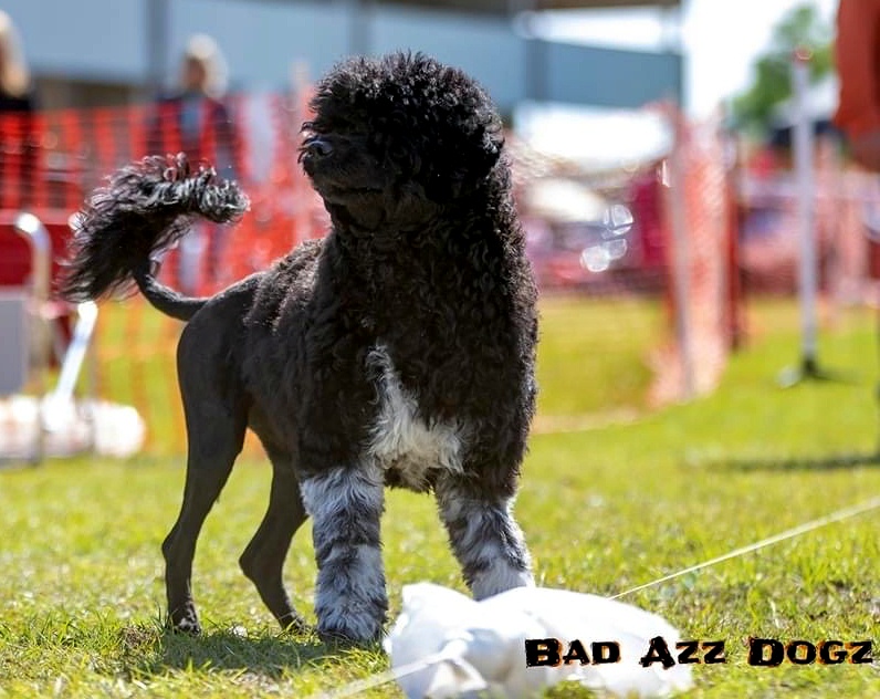 Pepper, Caladesi Portuguese Water Dog