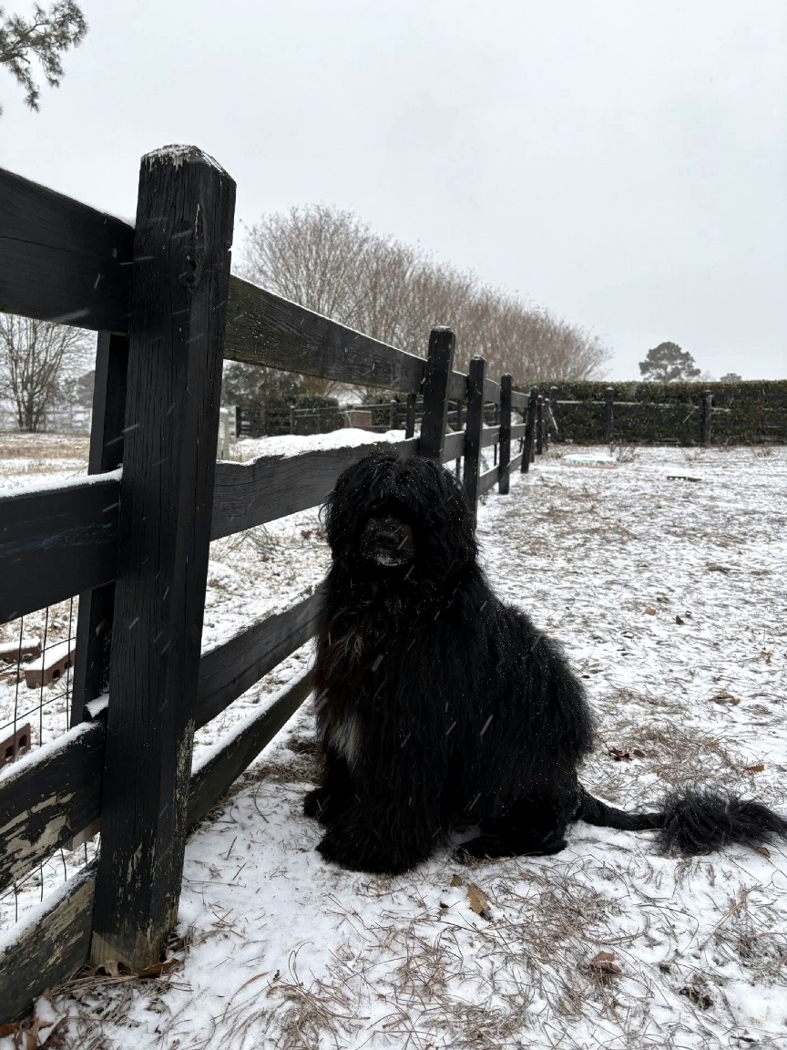 Laddie, Caladesi Portuguese Water Dog