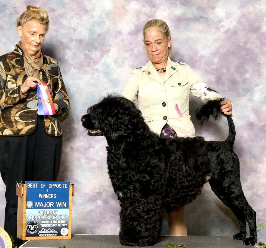 Miller, Caladesi Portuguese Water Dog