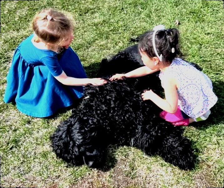 Miller, Caladesi Portuguese Water Dog