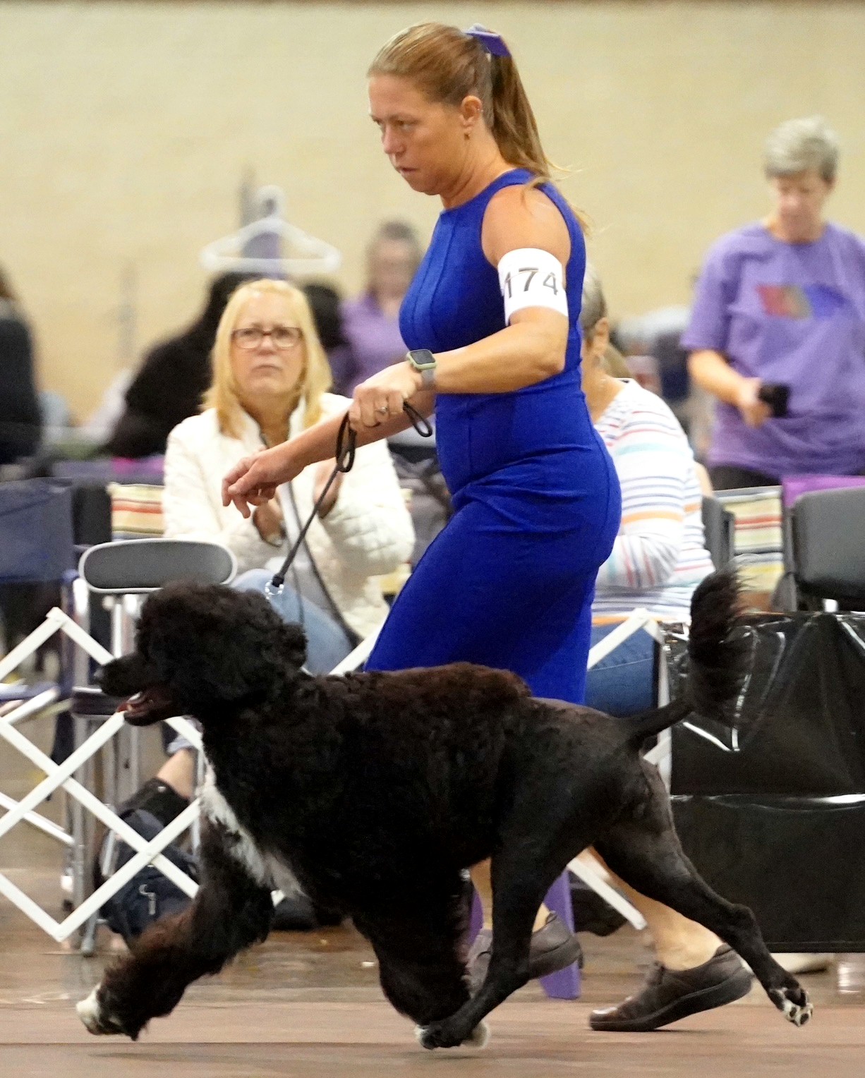 Otter, Portuguese Water Dog at Caladesi