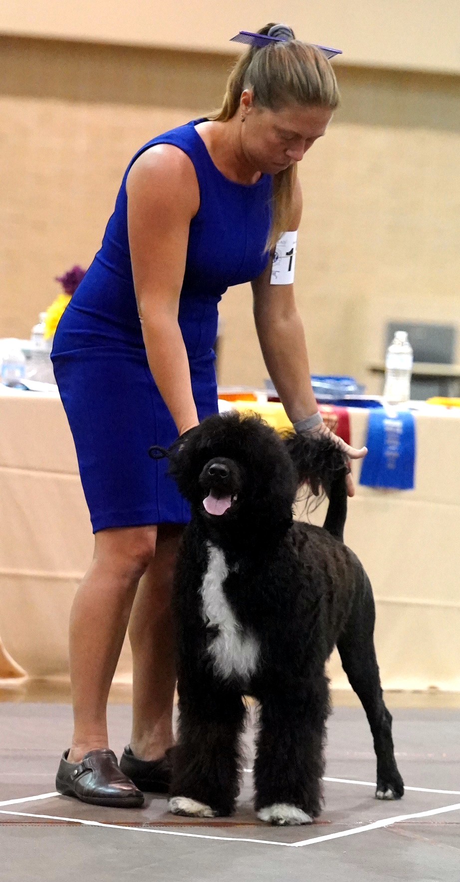 Otter, Caladesi Portuguese Water Dog