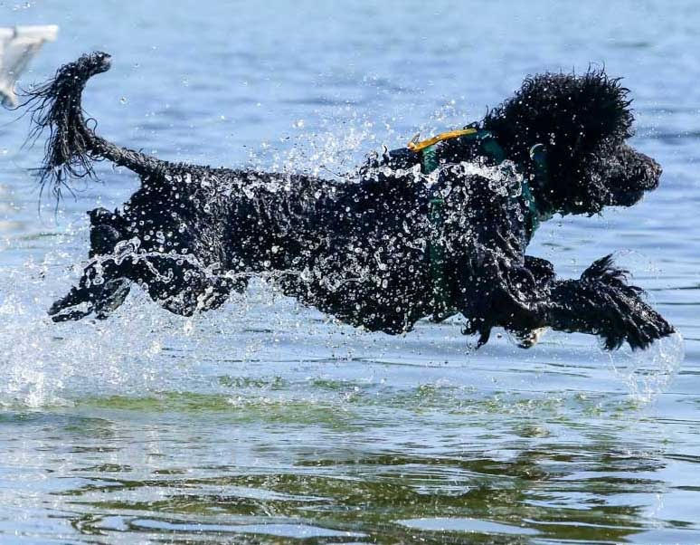 Patton, Caladesi Portuguese Water Dog