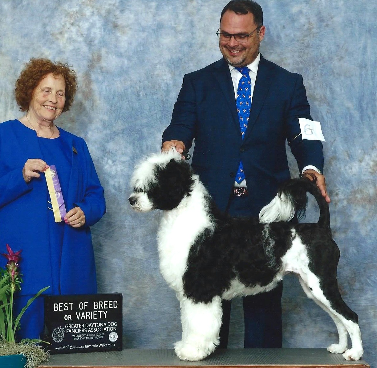 Reign, Portuguese Water Dog at Caladesi