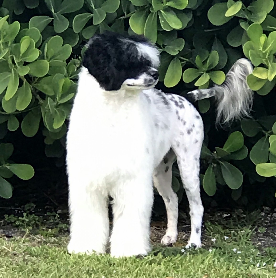 Rumor, Caladesi Portuguese Water Dog