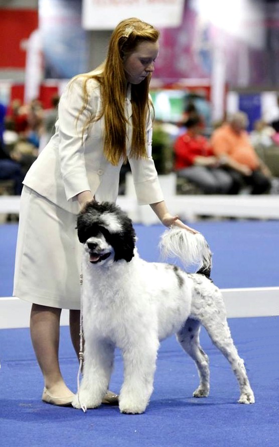 Rumor, Caladesi Portuguese Water Dog