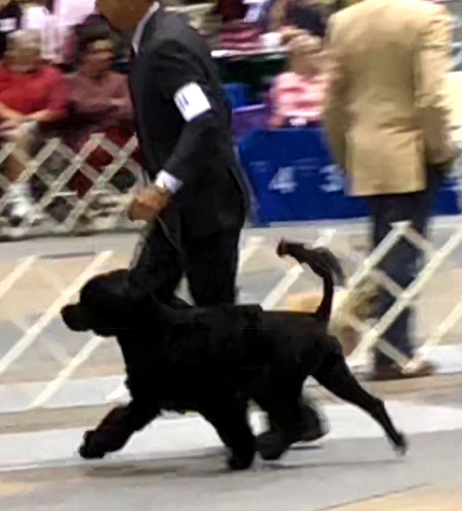 Savannah, Caladesi Portuguese Water Dog