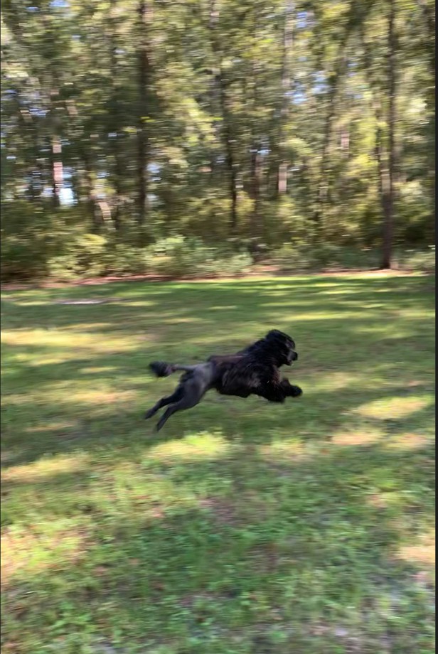 Savannah, Caladesi Portuguese Water Dog