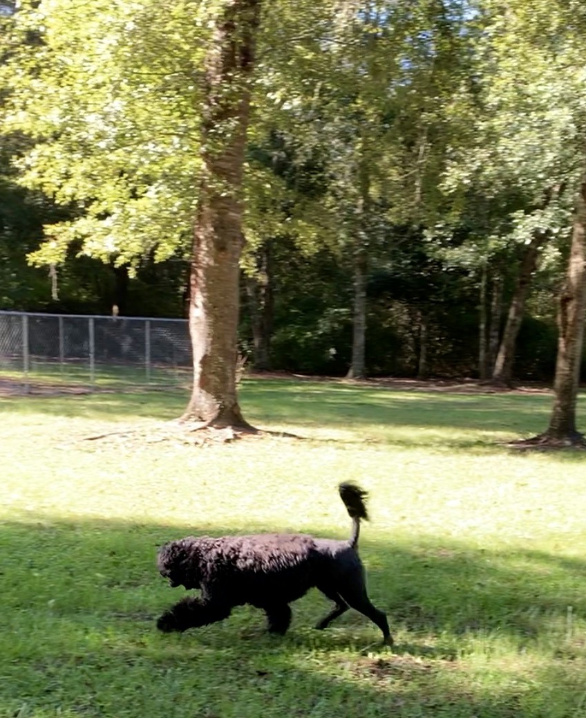 Savannah, Caladesi Portuguese Water Dog