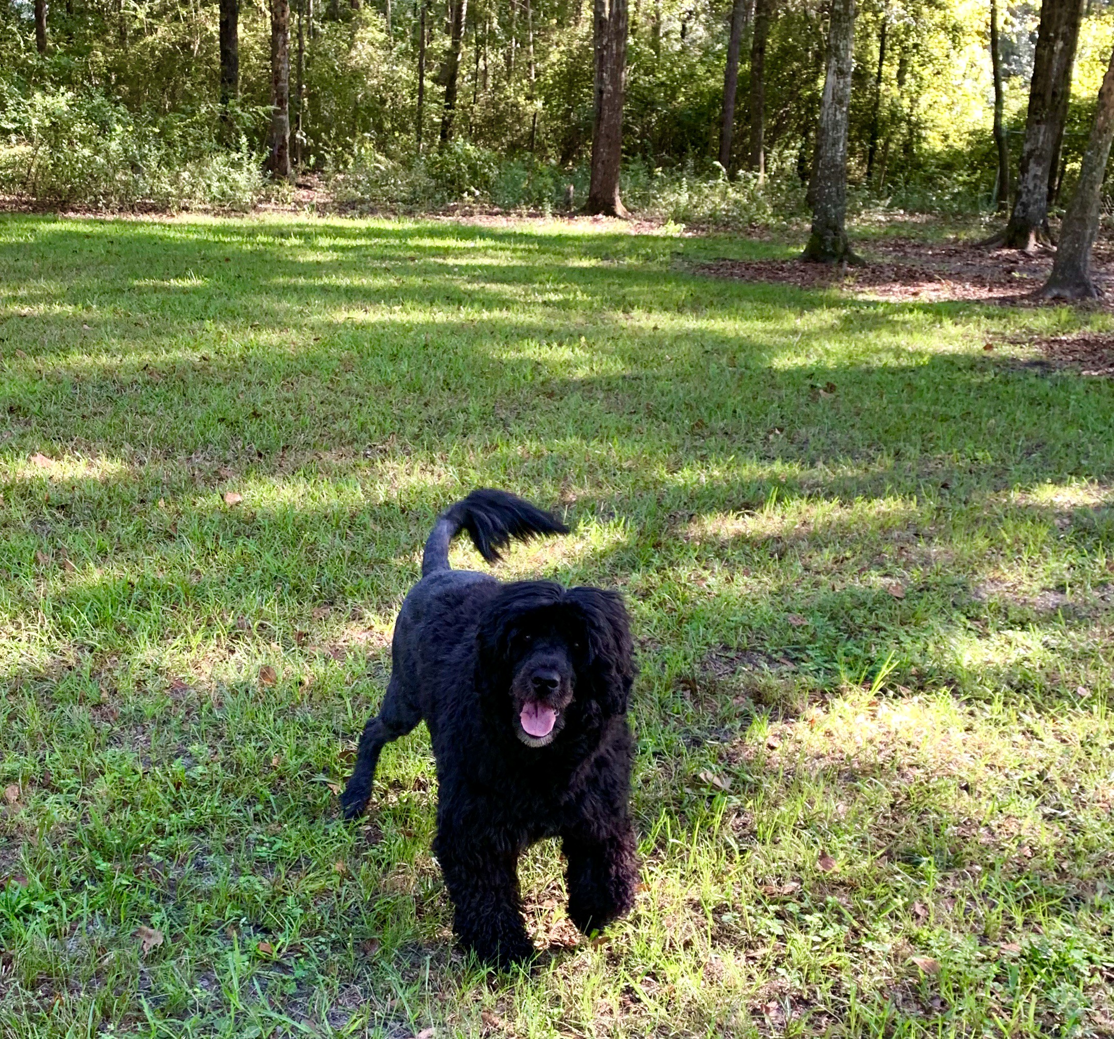 Savannah, Caladesi Portuguese Water Dog