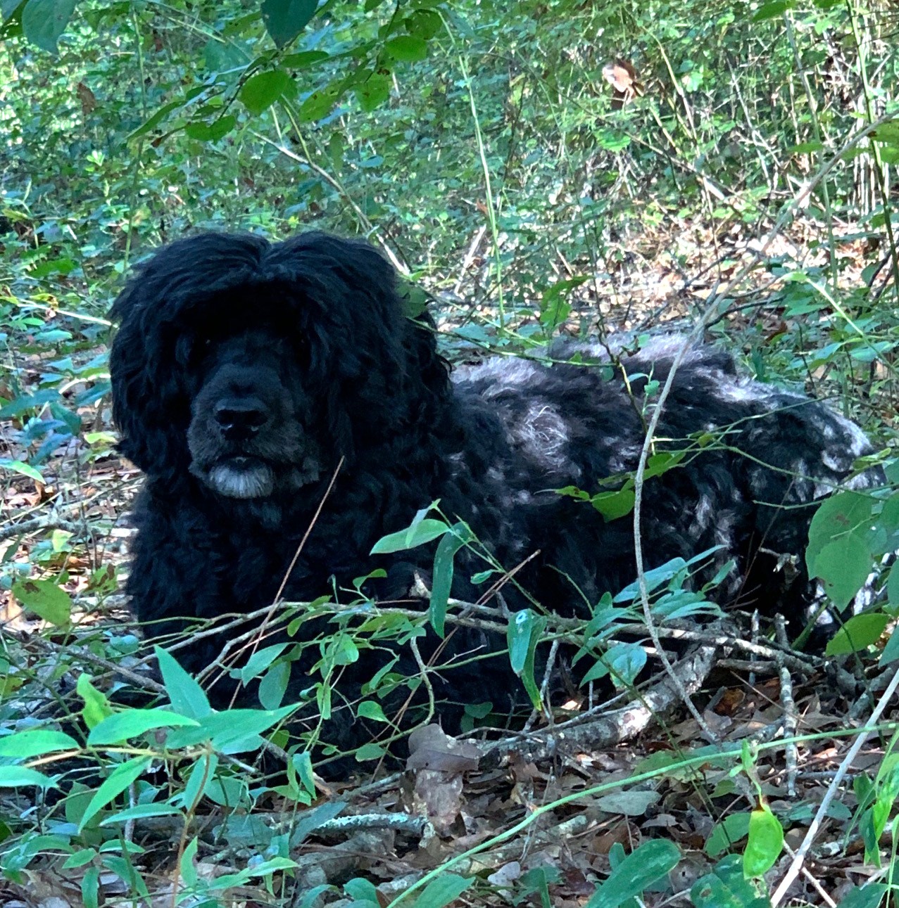 Savannah, Caladesi Portuguese Water Dog