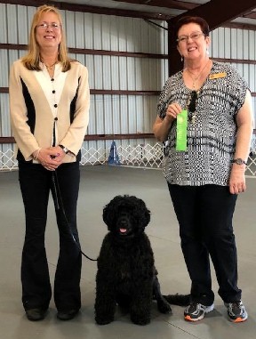 Savannah, Caladesi Portuguese Water Dog