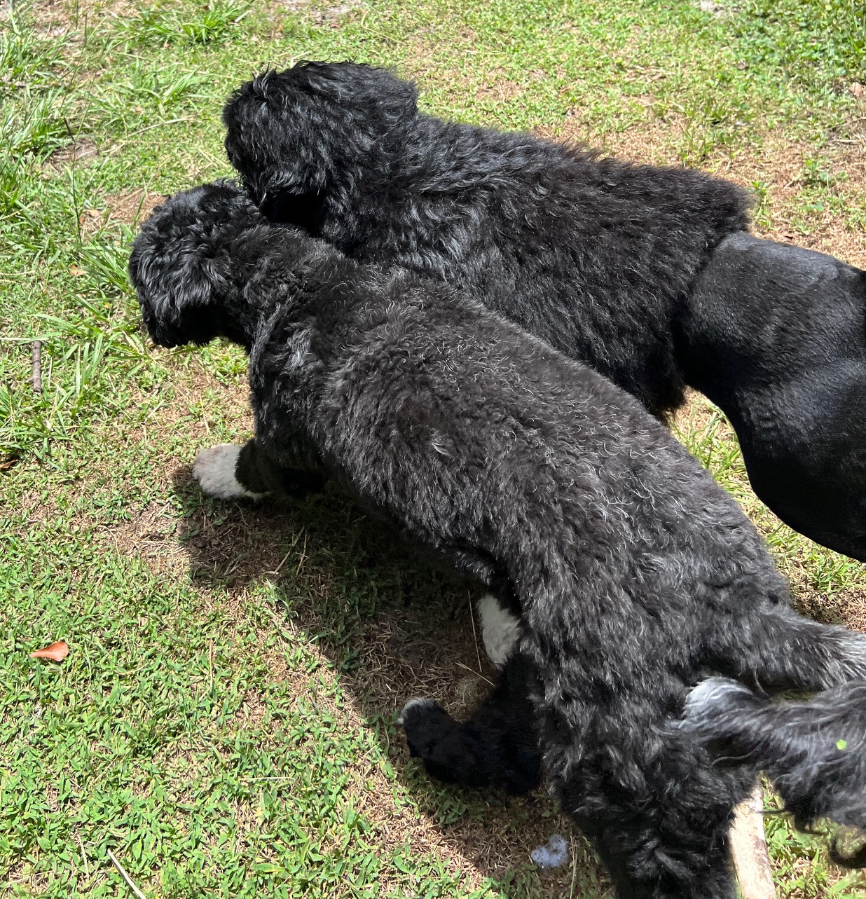 SeaSea, a Caladesi Portuguese Water Dog