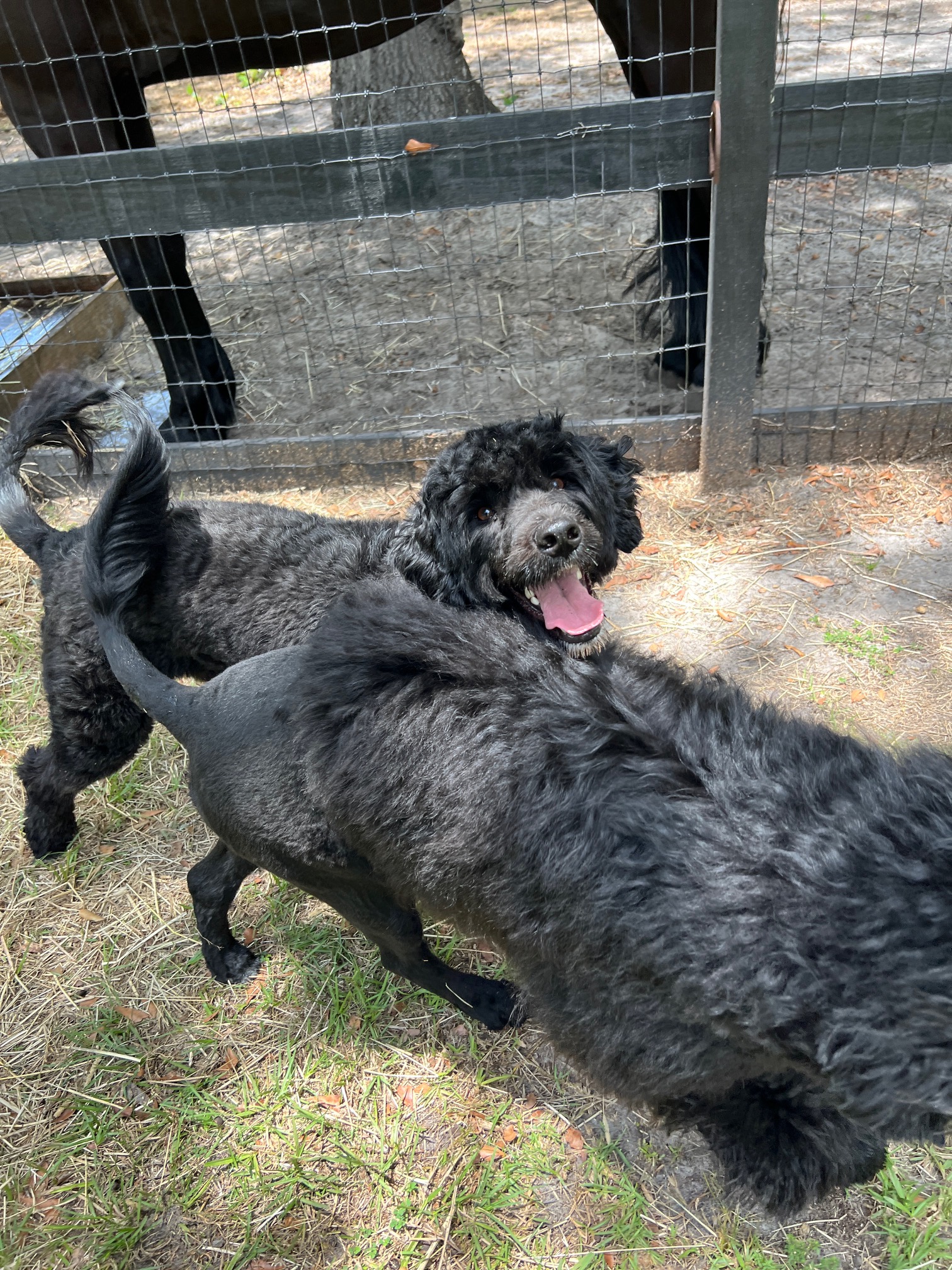 SeaSea, a Caladesi Portuguese Water Dog