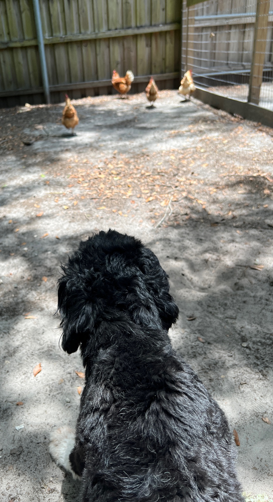 SeaSea, a Caladesi Portuguese Water Dog