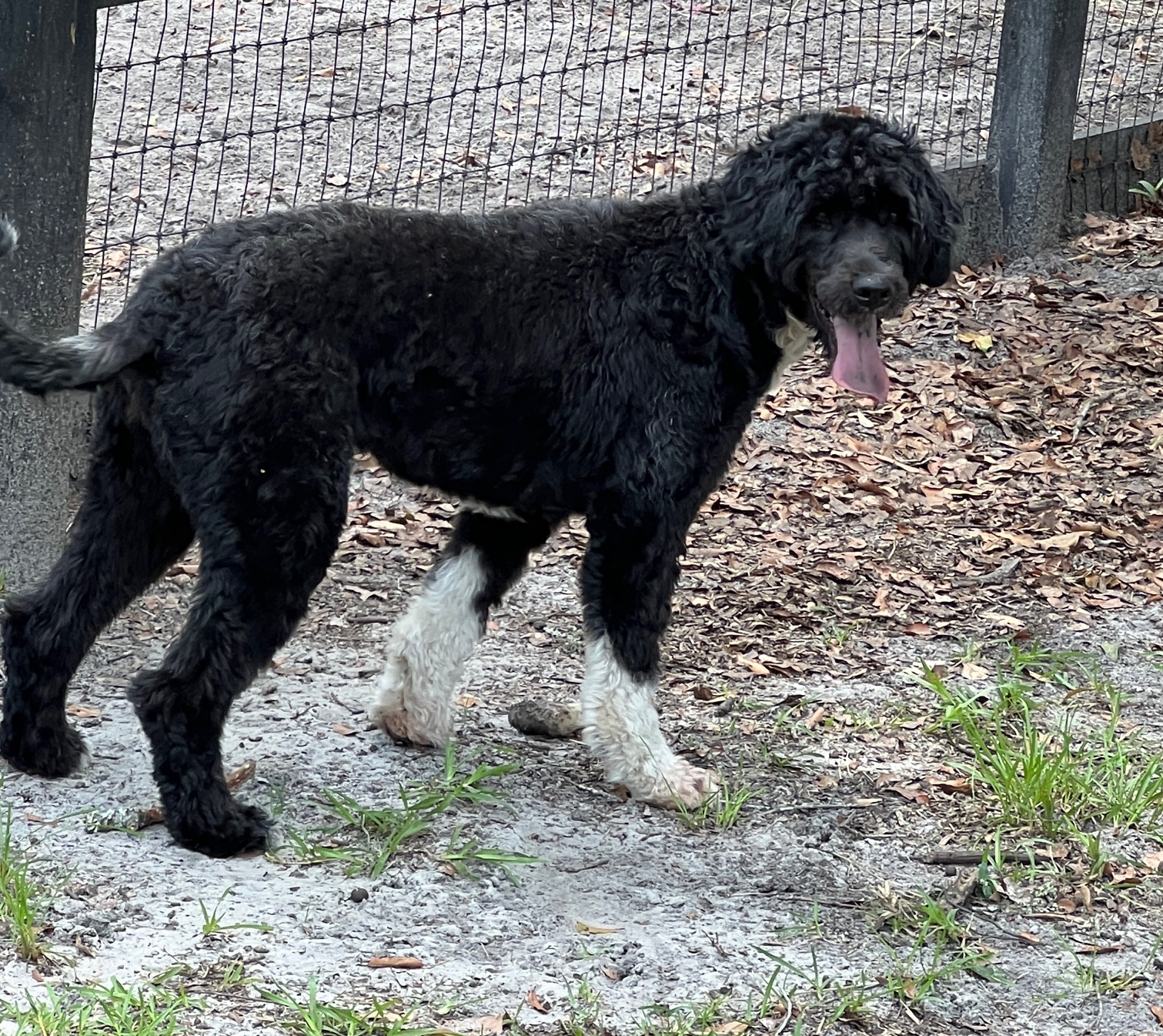 SeaSea, a Caladesi Portuguese Water Dog