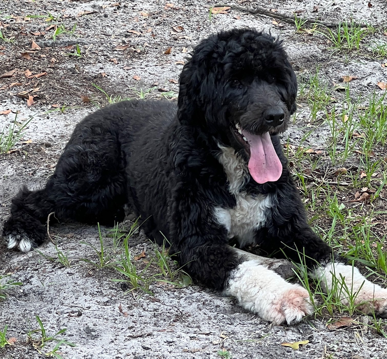 SeaSea, a Caladesi Portuguese Water Dog