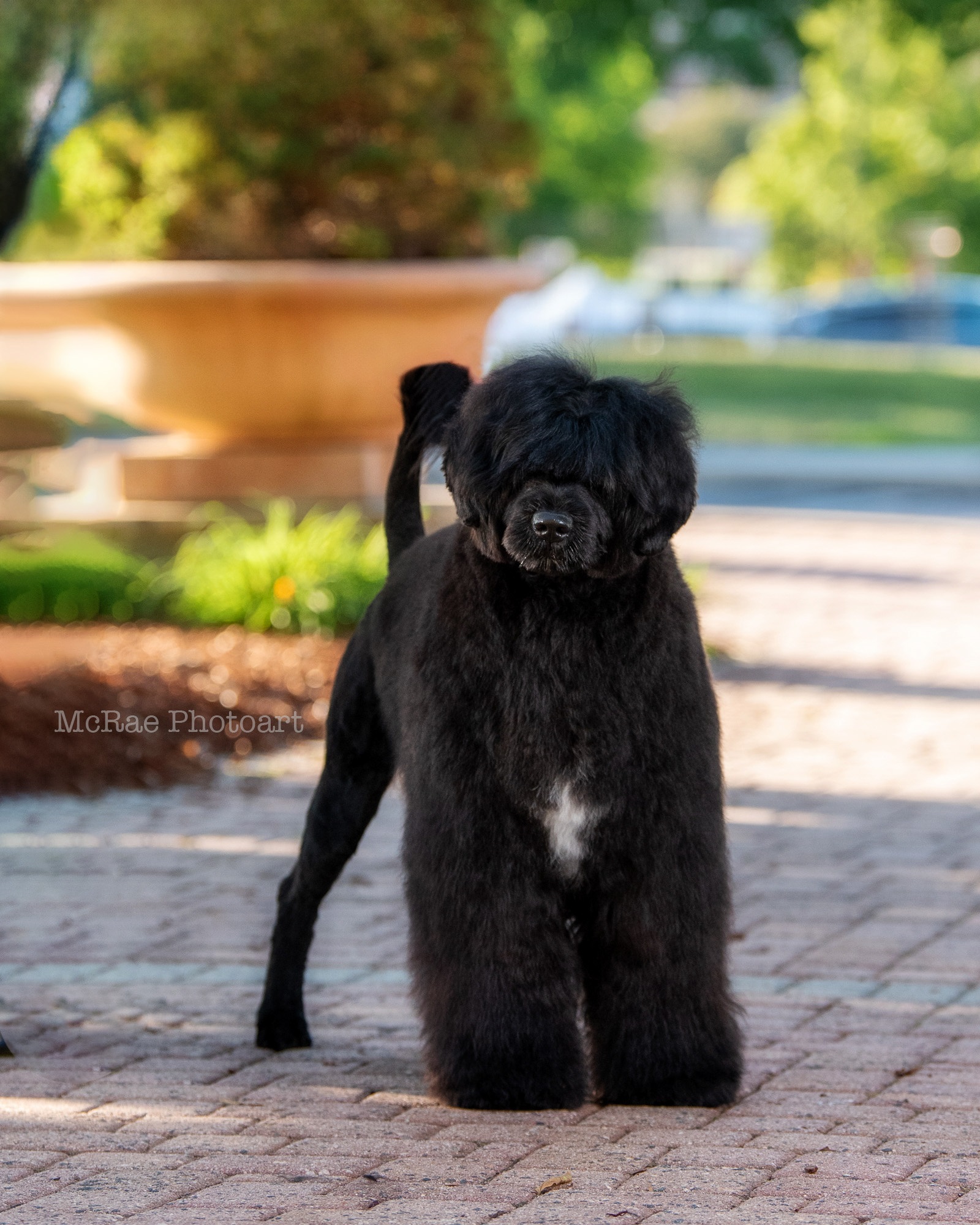 Tara, Portuguese Water Dog at Caladesi