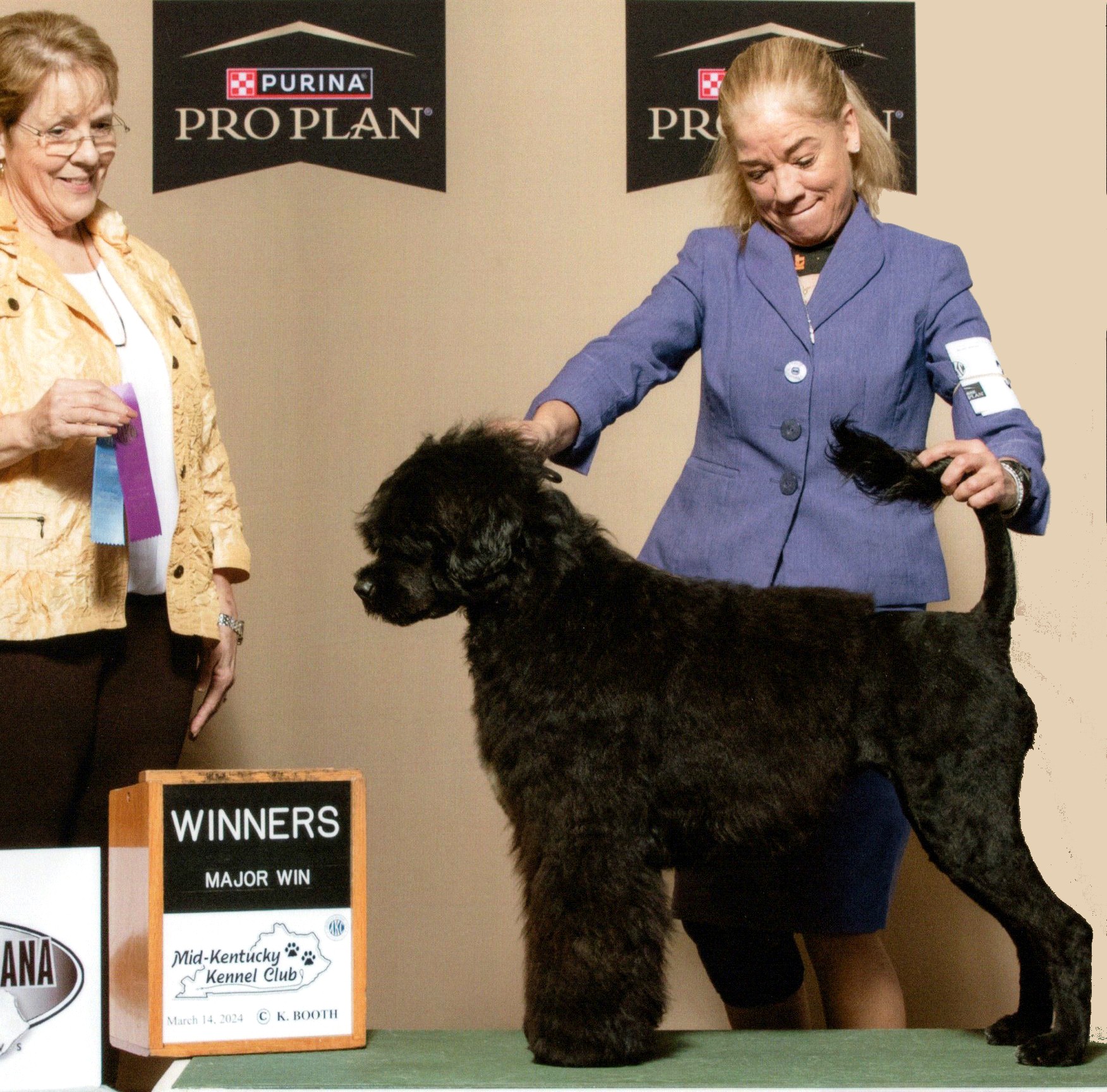 Tara, Caladesi Portuguese Water Dog