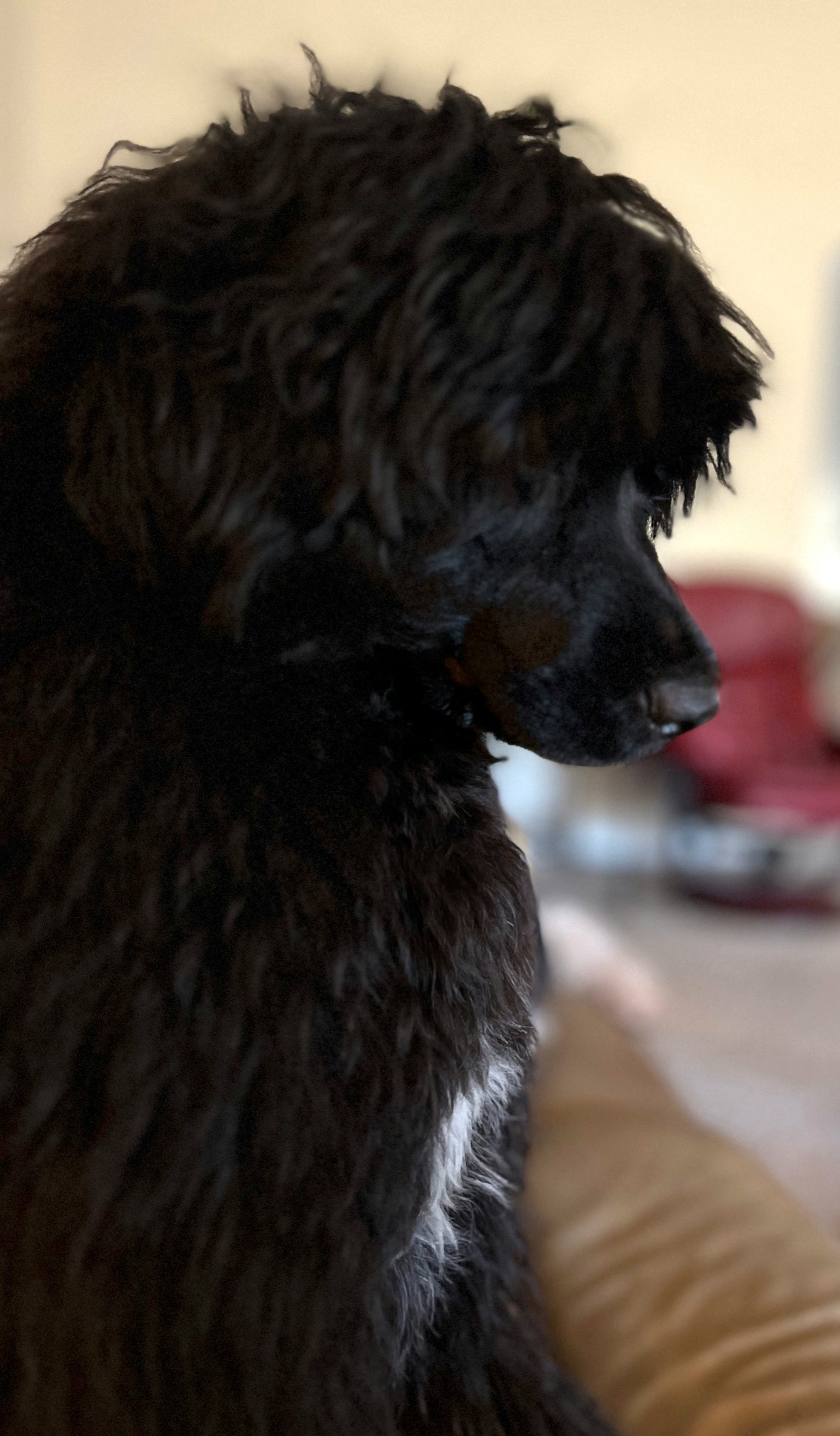Tara, Caladesi Portuguese Water Dog