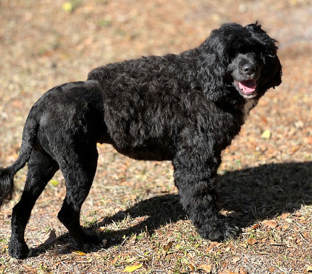 Zena, Portuguese Water Dog at Caladesi