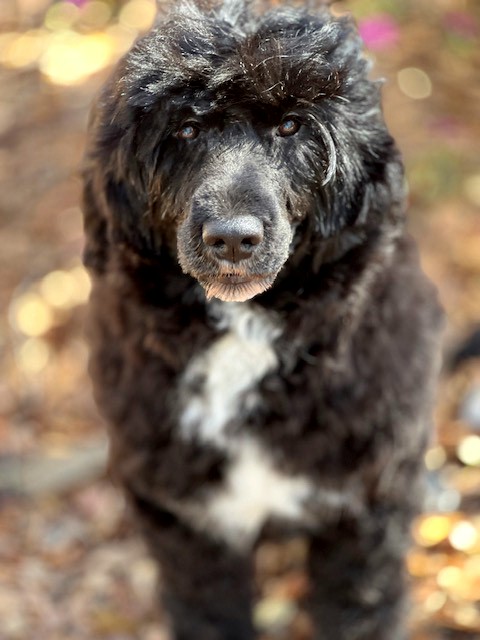 Zena, Caladesi Portuguese Water Dog