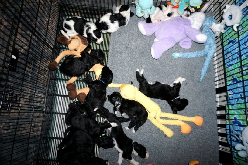 New puppies sleeping in their third week