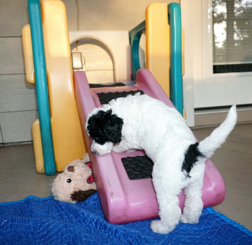 New puppy playing in his fourth week