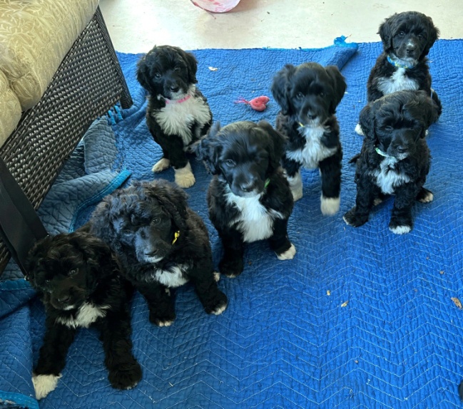 Fifth week puppies ready to eat