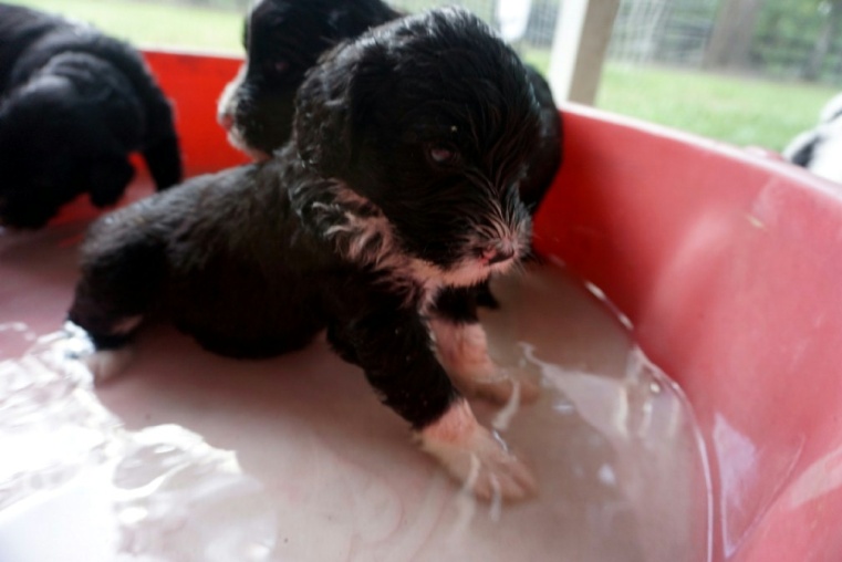 PWD puppies playing in pool