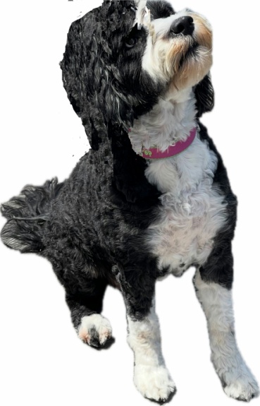 PWD Puppy waiting to go home