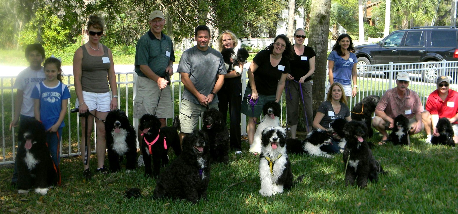 PWD Puppy waiting to go home